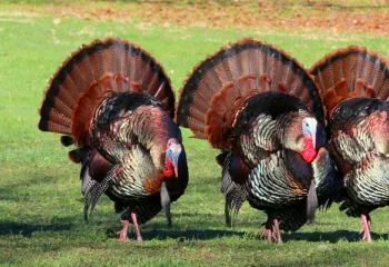 Turkeys in a field
