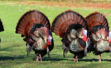 Turkeys in a field